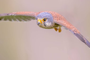 Parlak Arkaplana Karşı Uçan Erkek Kuş (Falco tinnunculus). Extremadura, İspanya 'da küçük bir Raptor. Avrupa 'da Vahşi Yaşam Doğası Sahnesi.