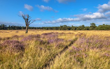 Deelerwoud Doğa Koruma Alanı 'nda çiçek açan fundalık Veluwe Hollanda' da. Avrupa 'da doğa manzarası