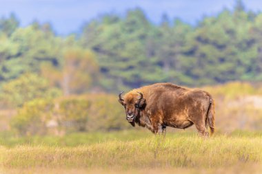 Wisent or European bison (Bison bonasus) one animal in National Park Zuid Kennemerland in the Netherlands. Wildlife scenen of Nature in Europe. clipart