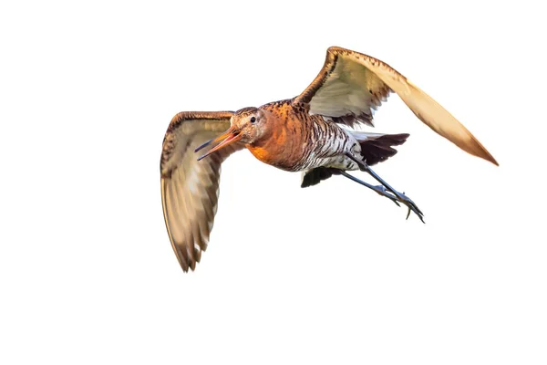 Uferschnepfe Limosa Limosa Watvogel Fliegen Isoliert Auf Weißem Hintergrund Naturszene — Stockfoto