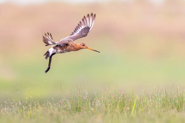 Uferschnepfe Limosa Limosa Watvogel Der Sich Auf Die Landung Vorbereitet — Stockfoto
