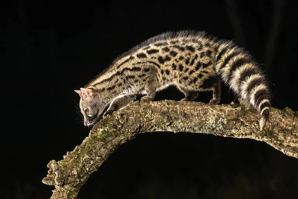Genet Genetta Genetta Gecenin Karanlığında Dalda Vahşi Kedi Spanyol Ormanlarında — Stok fotoğraf