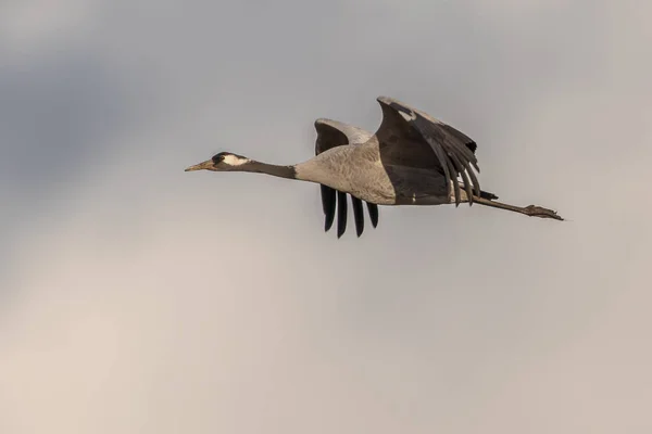 Kranfågel Grus Grus Vuxen Fågel Som Flyger Migration Fågel Flykt — Stockfoto