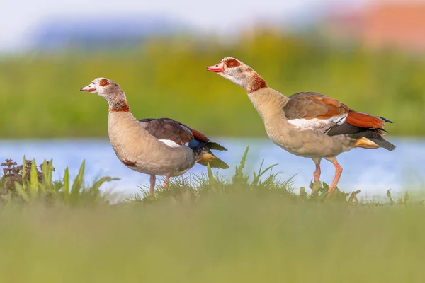 Egyptian Goose Alopochen Aegyptiaca Bird Couple Alerted Water Shallow Pond — Stock Photo, Image