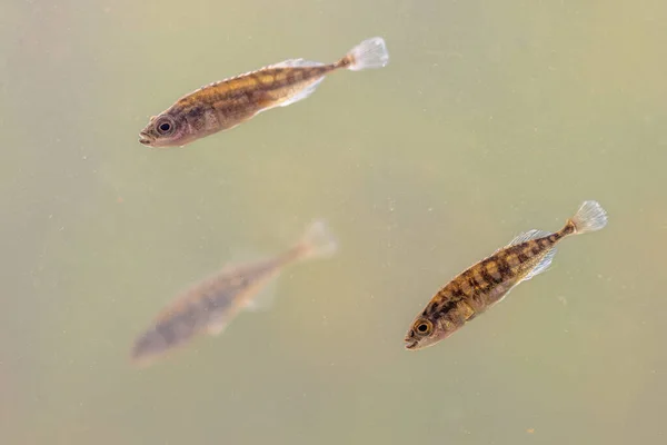 연못의 서식지에 민물고기 Pungitius Pungitius 강에서 수영하는 유럽의 — 스톡 사진