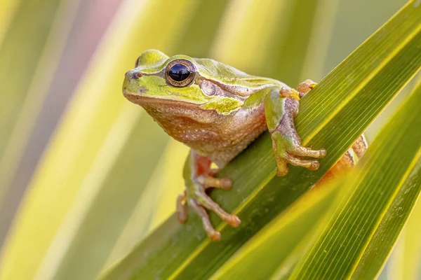 Green European Tree Frog Hyla Arborea Climbing Plant Peeking Corner — Stock Photo, Image