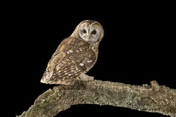 Tawny Owl Strix Aluco Perched Branch Predator Bird Lookout Hunting — Stock Photo, Image