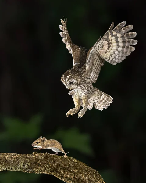 Flying Tawny Owl Strix Aluco Captura Ratón Este Ave Depredadora —  Fotos de Stock