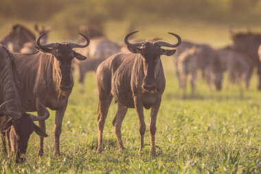 Mavi Antilop veya Brindled Gnu (Connochaetes taurinus) sürüsü günbatımında Mooiplaas nehir yatağında otlar Kruger ulusal parkının çalılık ovasında, arka planda zebra ile birlikte.