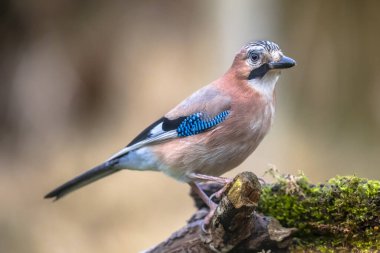 Meraklı Avrasyalı Jay (Garrulus glandarius) liken üzerindeki kuş ve yosunlu ağaç gövdesi, parlak bir arka plan, doğada vahşi yaşam. Hollanda