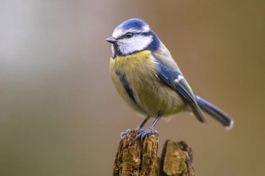Eurasian Blue Tit (Cyanistes caeruleus) perched on log with blurred bright background