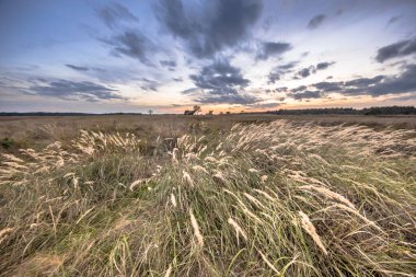 Hollanda'da güzel bir yaz akşamı Drenthe Eyaleti Hijken yakınlarındaki çim bitki örtüsü ile Doğal fundalık manzara