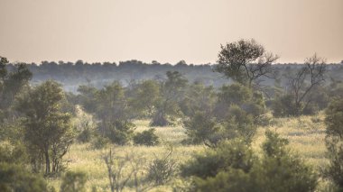 Kruger milli parkı Güney Afrika'da sabah Erken saatlerde ağaçlar çalılar ve çim ile Savanna manzara