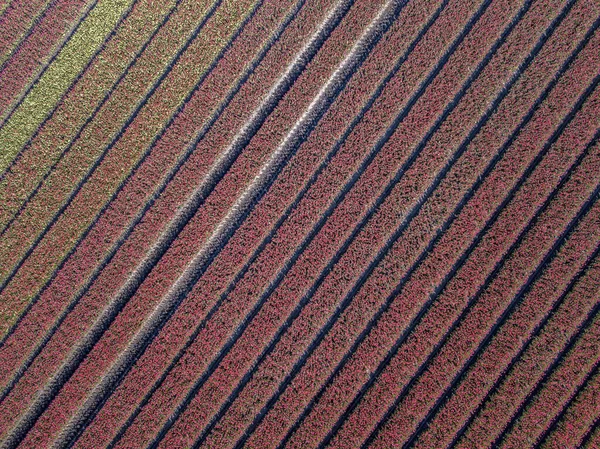 Tulpenfeld Von Oben Luftaufnahme Von Blumenzwiebelfeldern Frühling Der Nähe Von — Stockfoto