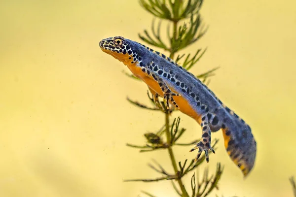 Alpiene Salamander Ichthyosaura Alpestris Kleurrijke Mannelijke Aquatische Amfibie Zwemmen Zoetwater — Stockfoto