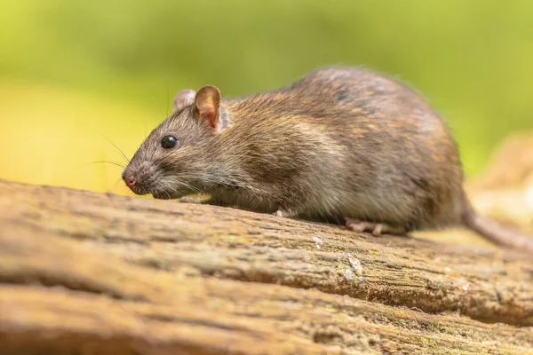 Brown Rat Rattus Norvegicus Walking Grass Bank Night Netherlands Wildlife — Stock Photo, Image