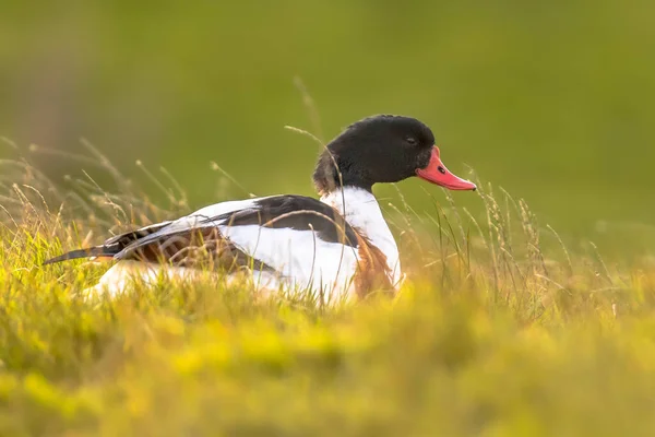 Common Shelduck Tadorna Tadorna Waterfowl Bird Resting Grass Tidal Marsh — Stock Photo, Image