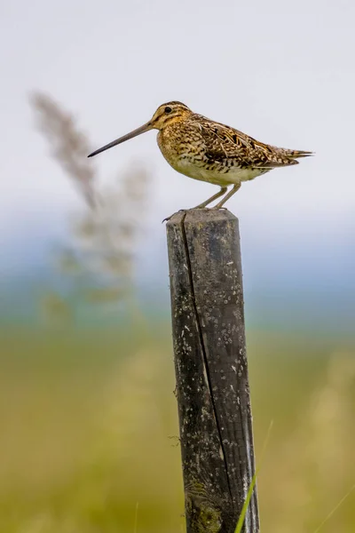 湿地繁殖生息地の領土を守る一般的なスニップ Gallinago Gallinago 歩行者鳥 自然の中で野生動物のシーン オランダ — ストック写真