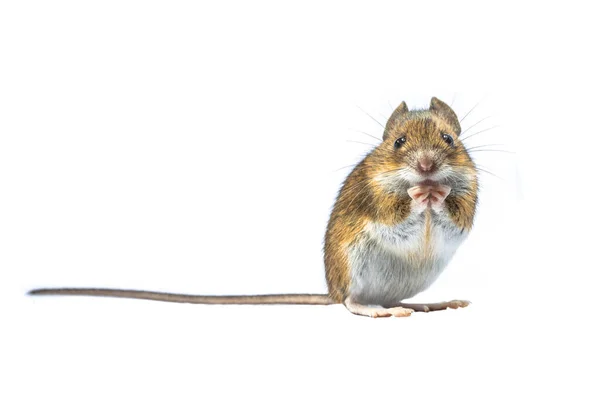 Erected Wood Mouse Apodemus Sylvaticus Isolated White Background Cute Looking — Stock Photo, Image