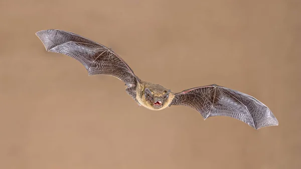 Flying Common Pipistrelle Bat (Pipistrellus pipistrellus) is a small pipistrelle microbat whose very large range extends across most of Europe, North Africa, South Asia, and may extend into Korea. Wildlife Scene of Nature in Europe.