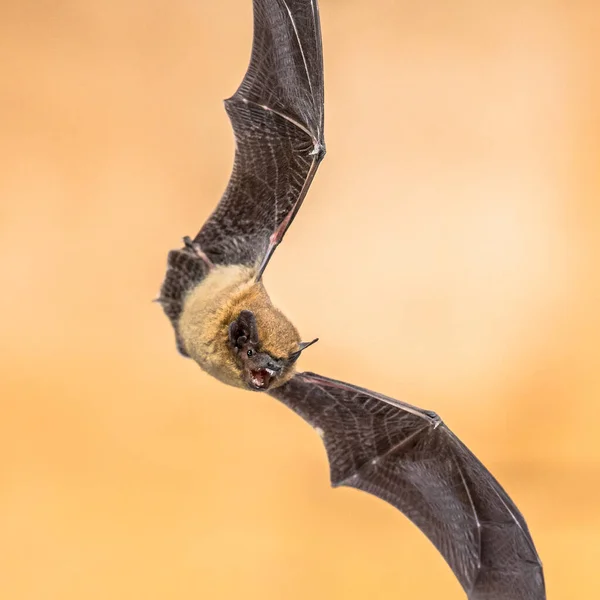 Flying Pipistrelle Bat Pipistrellus Pipistrellus Spectacular Maneuver Action Shot Wooden — Stockfoto