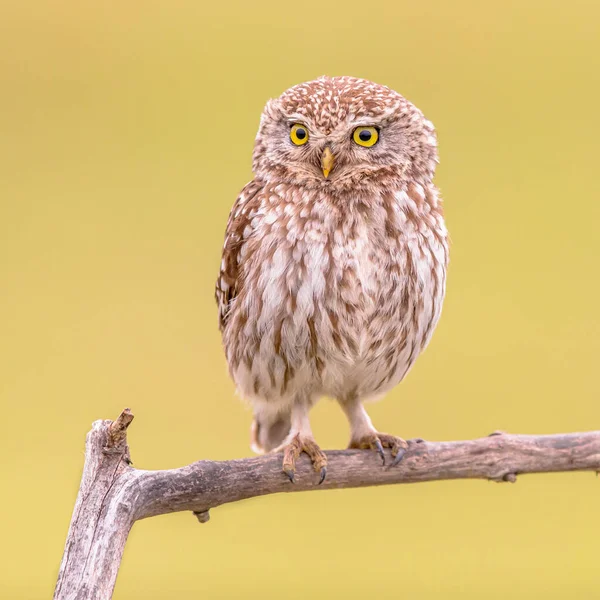Little Owl Athene Noctua Noční Pták Usazený Větvi Jasným Pozadím — Stock fotografie