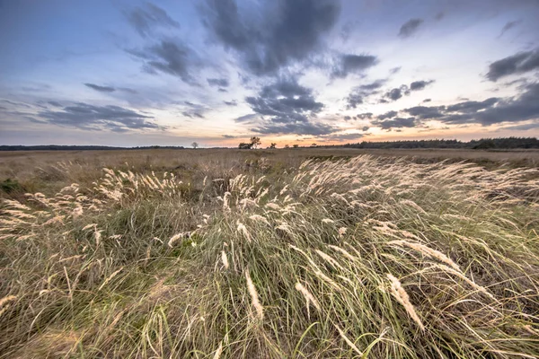 Natuur Heidelandschap Met Gras Begroeiing Nabij Hijken Provincie Drenthe Mooie — Stockfoto