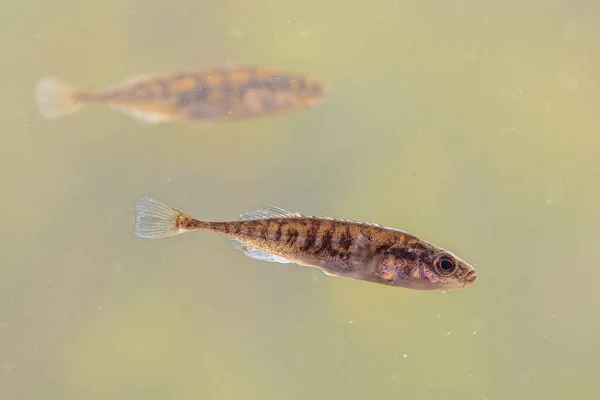 池の自然生息地でのニネシュピン スティクルバック Pungius Pungitius 淡水魚 川の水の中で泳ぐのです ヨーロッパの自然の野生動物のシーン — ストック写真