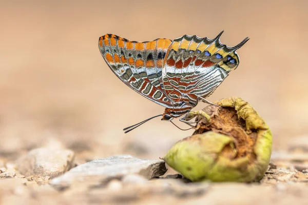 双尾帕夏 沙克斯黄道 美丽的蝴蝶在腐烂的果实上 欧洲最大的蝴蝶之一 欧洲的野生动物自然景观 — 图库照片