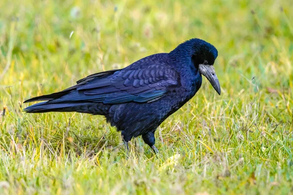 Retrato Torre Eurasiática Corvus Frugilegus Pájaro Negro Con Base Desnuda —  Fotos de Stock