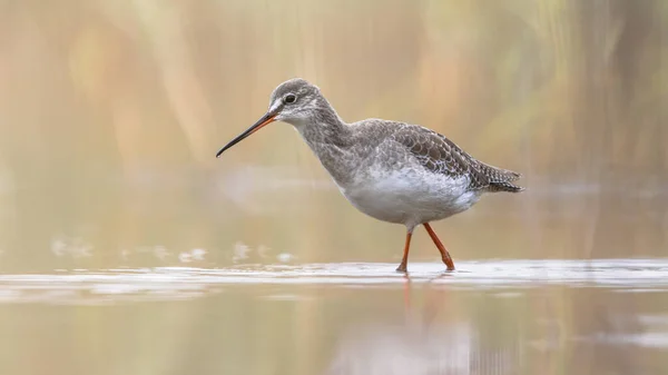 Benekli Kırmızı Böğürtlen Tringa Erythropus Kışın Güneye Göç Eden Tüylü — Stok fotoğraf