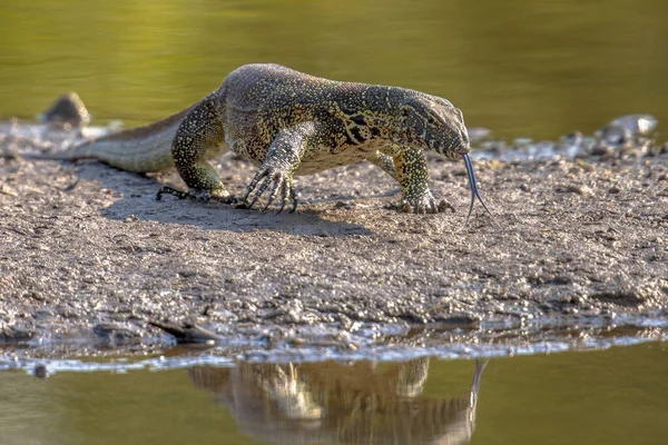 Monitor Água Varanus Niloticus Borda Água Lagoa Parque Nacional Kruger — Fotografia de Stock
