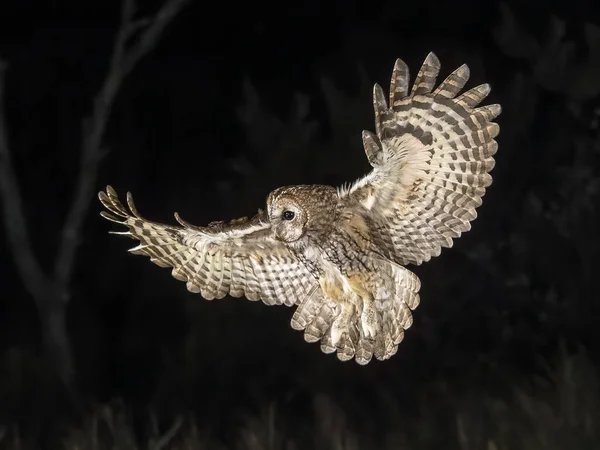 Tawny Owl Strix Aluco Létající Tmě Tento Dravý Pták Hlídce — Stock fotografie