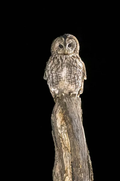 Tawny Owl Strix Aluco Perched Trunk Predator Bird Lookout Hunting — Stock Photo, Image