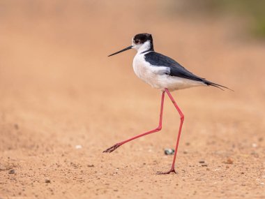 Kara kanatlı Stilt (Himantopus himantopus). Gün batımındaki parlak arkaplanla Göç sırasında kumsalda gezinen kuş. Ebro delta, İspanya. Avrupa 'da Vahşi Yaşam Doğası Sahnesi.