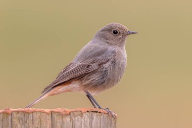 Siyah kızılağaç (Phoenicurus ochruros) dişi kuş kutba tünedi. Avrupa 'da vahşi yaşam sahnesi.