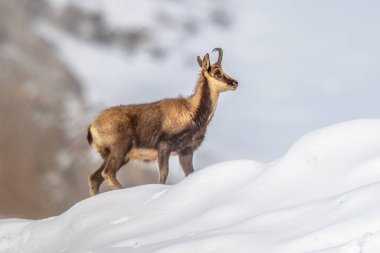 Chamois (Rupicapra rupicapra) İspanyol Pirene dağlarının karlarında antilop keçisi. Avrupa 'da vahşi yaşam sahnesi.