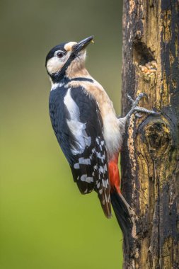 Ormanda büyük benekli ağaçkakan (Dendrocopus major) portresi. Doğadaki vahşi yaşam. Hollanda