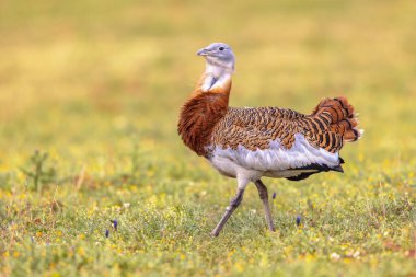 Great Bustard (Otis tarda) Extremadura İspanya 'daki Open Grassland' da. Marş. Avrupa 'da Vahşi Yaşam Doğası Sahnesi.