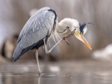 Gri balıkçıl (Ardea cinerea) Csaj Gölü, Kiskunsagi Ulusal Parkı, Pusztaszer, Macaristan. Şubat. Çoğunlukla su canlılarıyla beslenir..