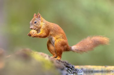 Red squirrel (Sciurus vulgaris) close up animal sitting alert on branch while eating walnut. Wildlife scene of Nature in Europe. clipart