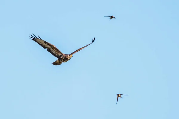 Barnwalllows Hirundo Rustica Által Megtámadott Keselyű Buteo Buteo Raptor Kiutasította — Stock Fotó