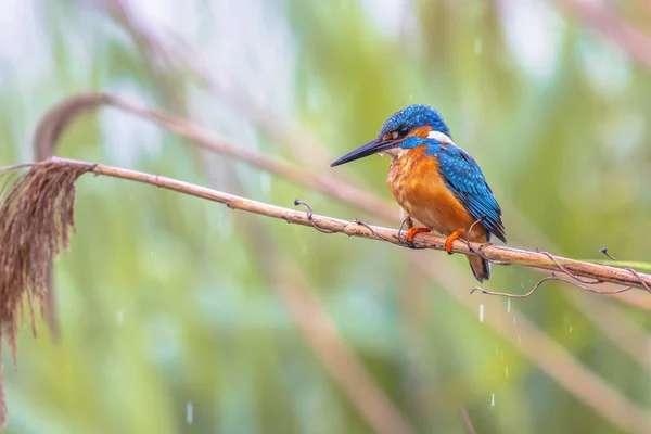 Common European Kingfisher Alcedo Atthis Perched Reed River Hunting Fish — ストック写真