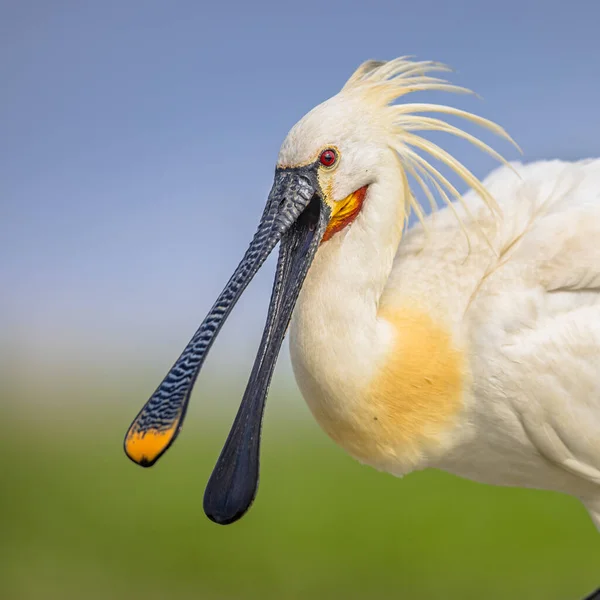 Eurazjatycka Łyżka Platalea Leucorodia Portret Ptaka Brodzącego Otwartym Dziobem Białym — Zdjęcie stockowe