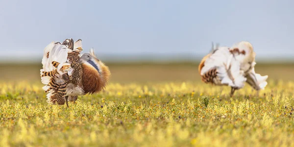 大混蛋 Otis Tarda 西班牙埃斯特雷马杜拉 两只大鸟在开着的草地上展翅 欧洲的野生动物自然景观 — 图库照片