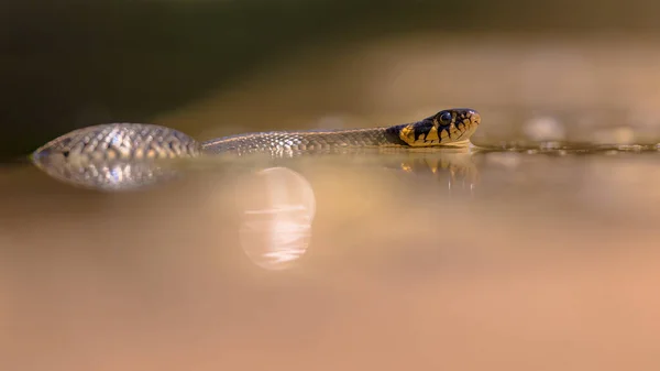 Grass Snake Natrix Natrix Vezes Chamada Cobra Anelada Cobra Água — Fotografia de Stock