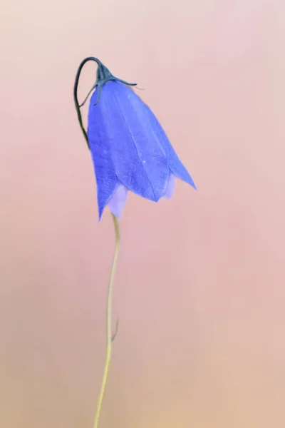 Harebell Campanula Rotundifolia Nebo Scottish Bluebell Modrá Kvetoucí Rostlina Rodiny — Stock fotografie