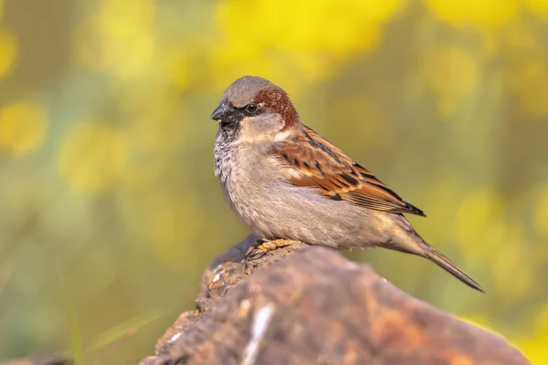 House Sparrow Passer Domesticus Uppflugen Stammen Med Grön Bakgrund Den — Stockfoto