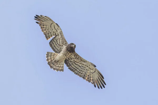 Kısa Parmaklı Yılan Kartalı Circaetus Gallicus Termaller Üzerinde Uçar Avcı — Stok fotoğraf