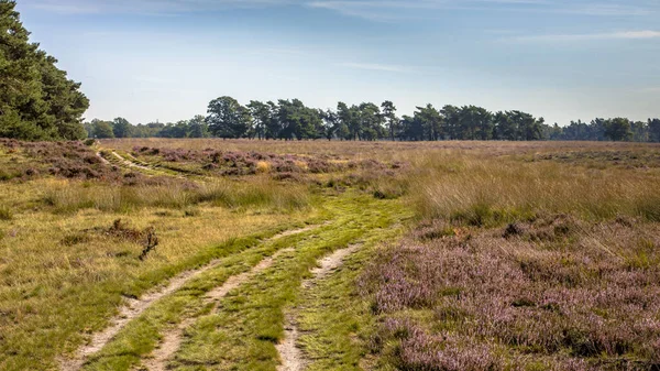 Deelerwoud Doğa Koruma Alanı Nın Heathland Inde Yürüyüş Pisti Hollanda — Stok fotoğraf